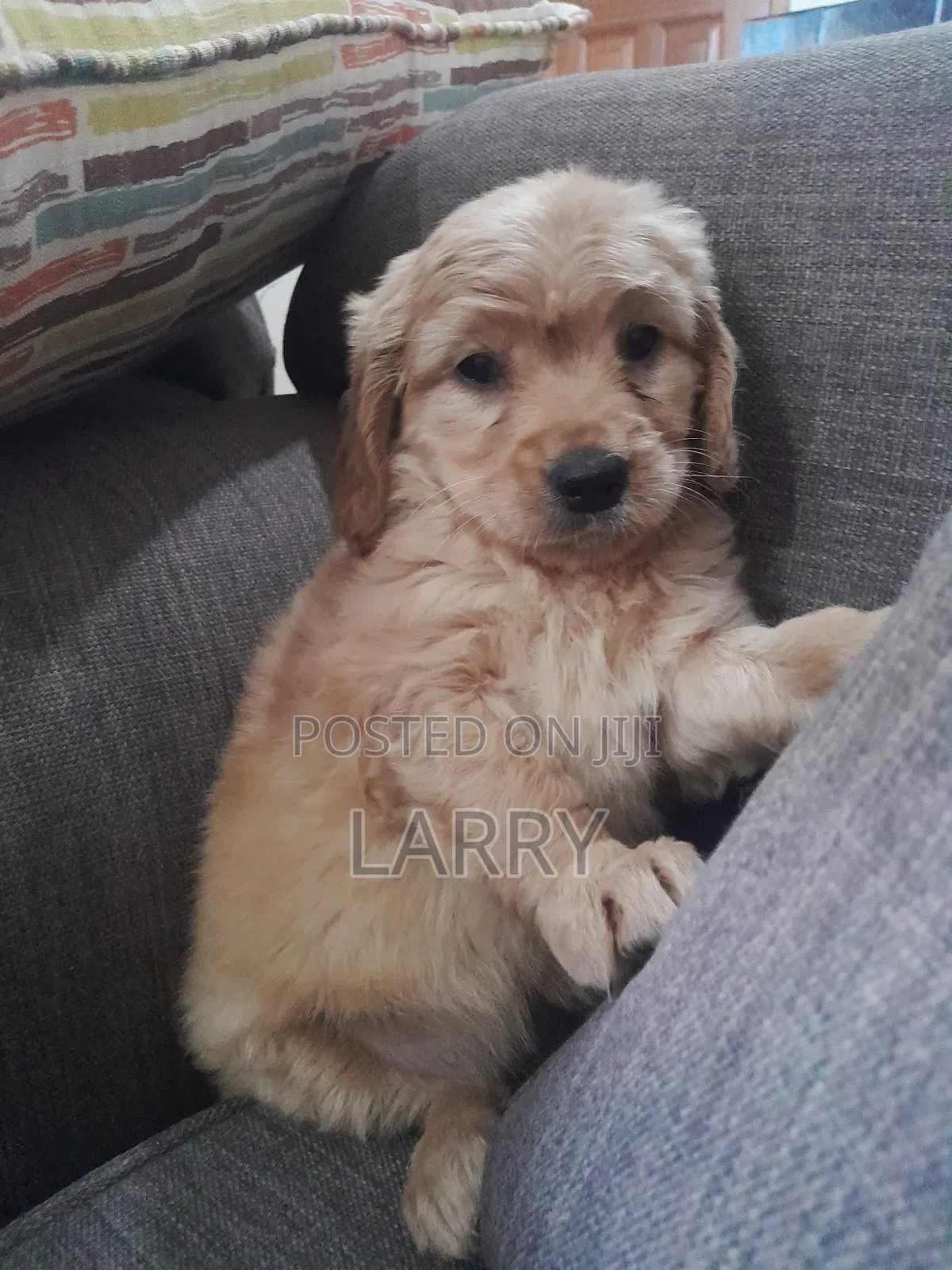 1-3 months Male Purebred Cockapoo