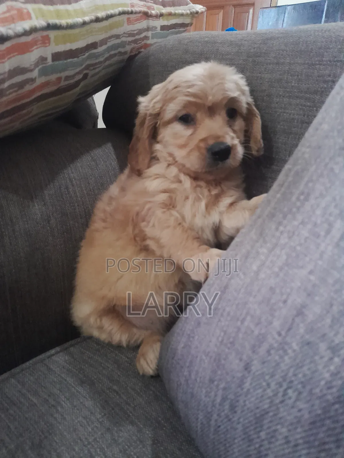 1-3 months Male Purebred Cockapoo