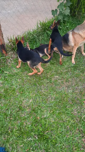 3-6 months Female Mixed Breed German Shepherd