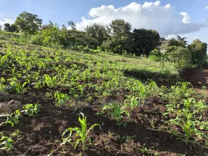 One Acre Plot for Sale in Ngong, Kahara Near Tarmac. Red Soil