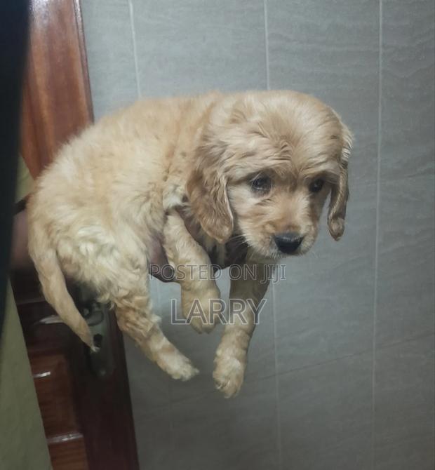 1-3 months Male Purebred Cockapoo