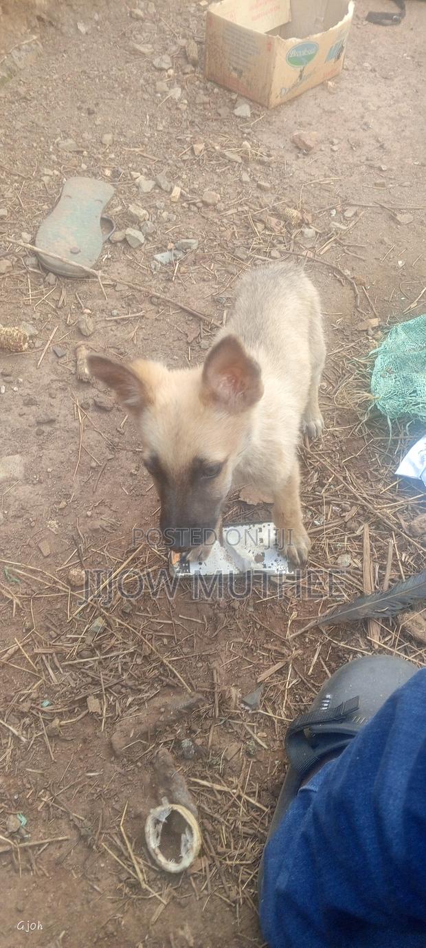 1-3 months Female Purebred Belgian Malinois