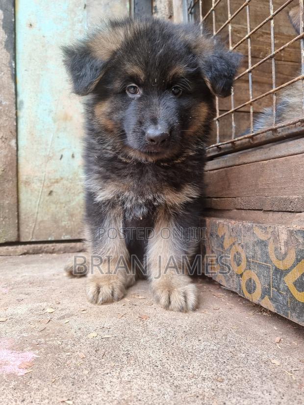 1-3 months Male Purebred German Shepherd - thumbnail 2