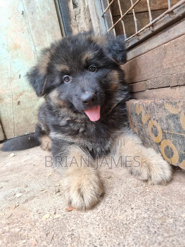 1-3 months Male Purebred German Shepherd - thumbnail 3