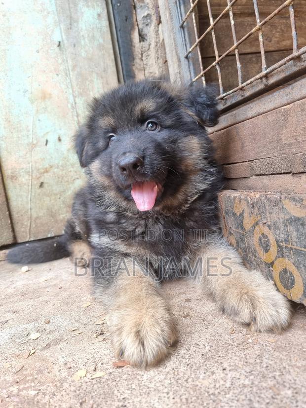 1-3 months Male Purebred German Shepherd - thumbnail 5