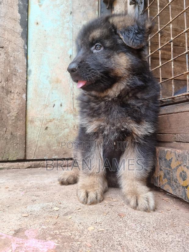 1-3 months Male Purebred German Shepherd - thumbnail 6