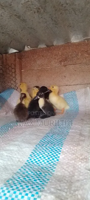Ducklings Jumbo Pekin, Black Swed