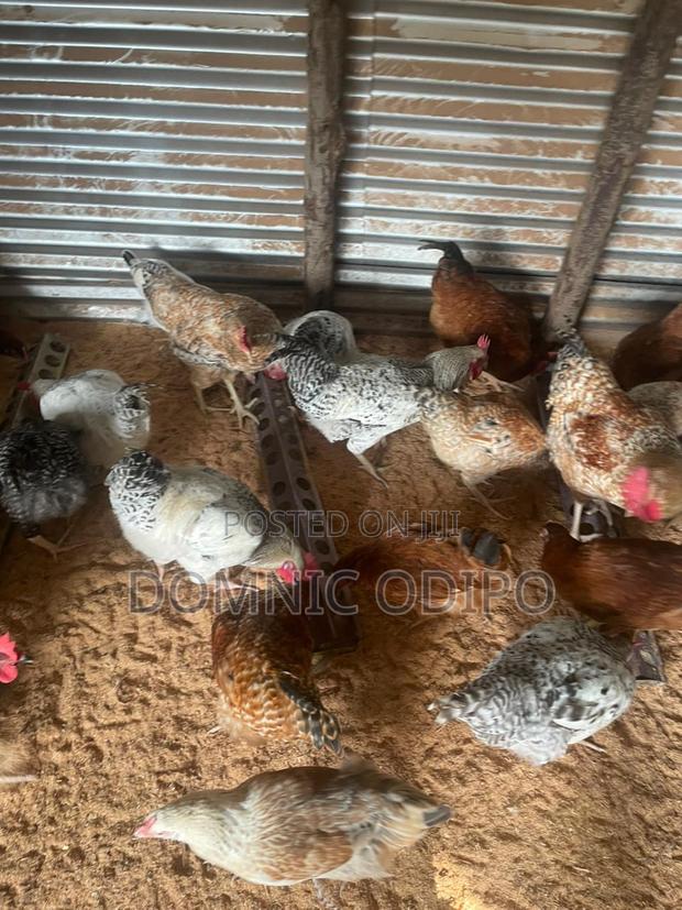Kalro F1 Breeding Cocks - main view