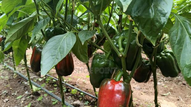 Red Capsicum in Large Quantity - thumbnail 2