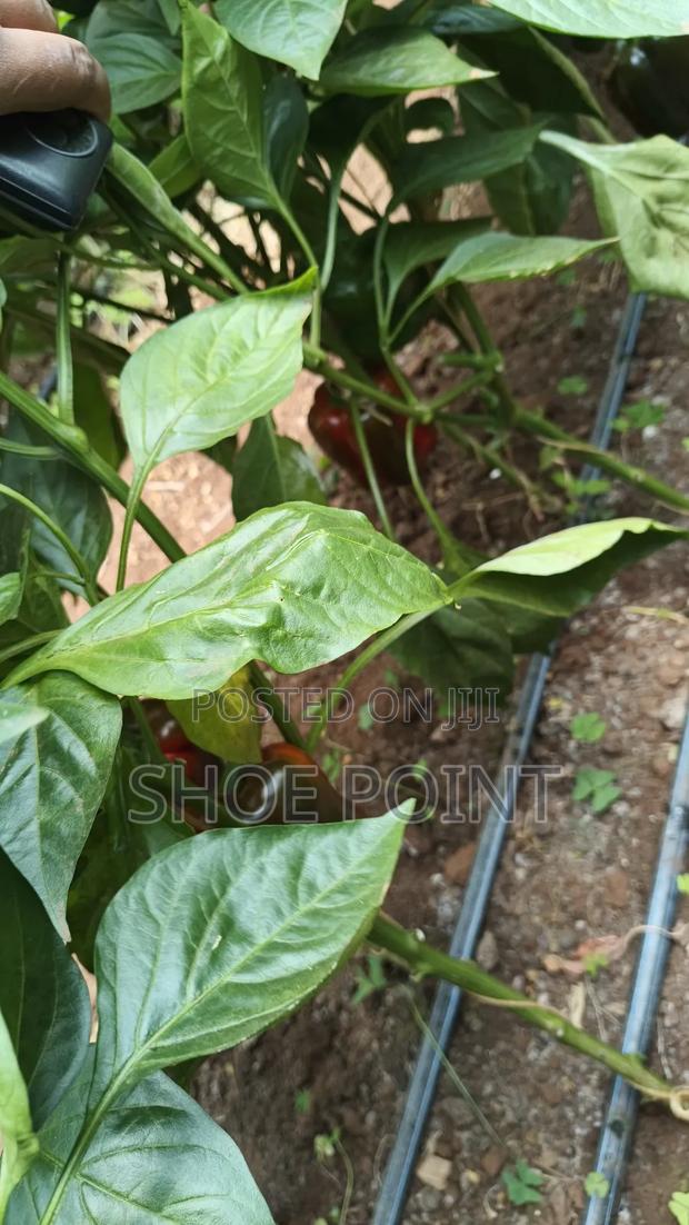 Red Capsicum in Large Quantity - main view