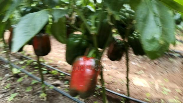 Red Capsicum in Large Quantity - thumbnail 3