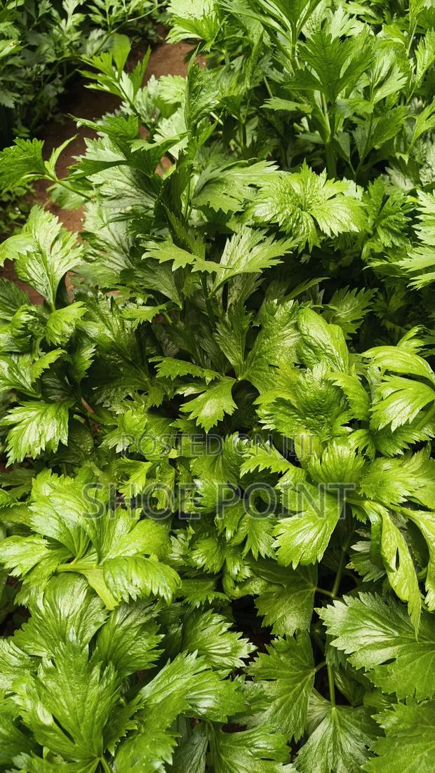 Celery Fresh From the Farm
