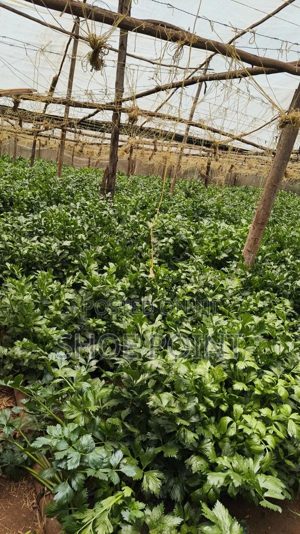 Celery Fresh From the Farm - thumbnail 2