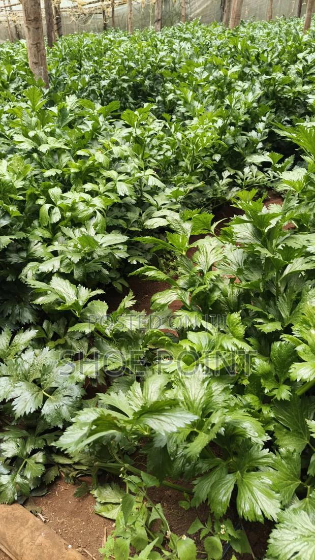 Celery Fresh From the Farm - thumbnail 3