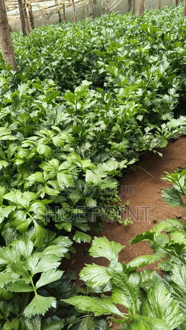 Celery Fresh From the Farm - thumbnail 4