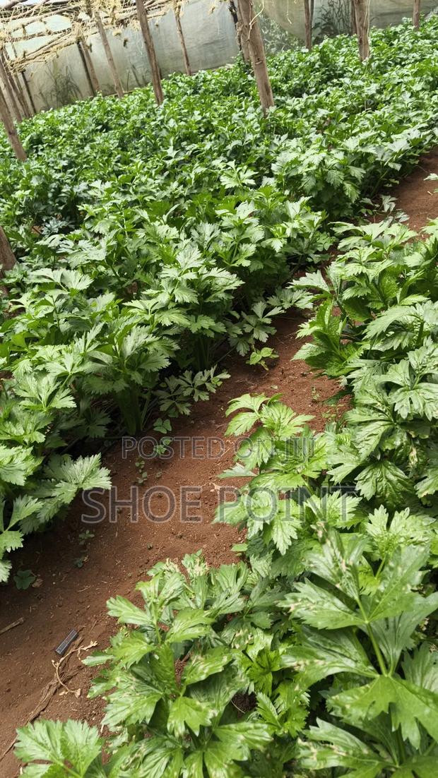 Celery Fresh From the Farm - thumbnail 5