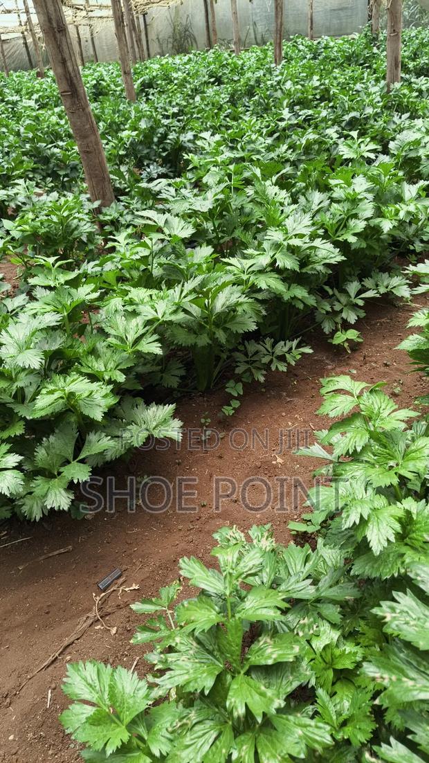 Celery Fresh From the Farm - thumbnail 6