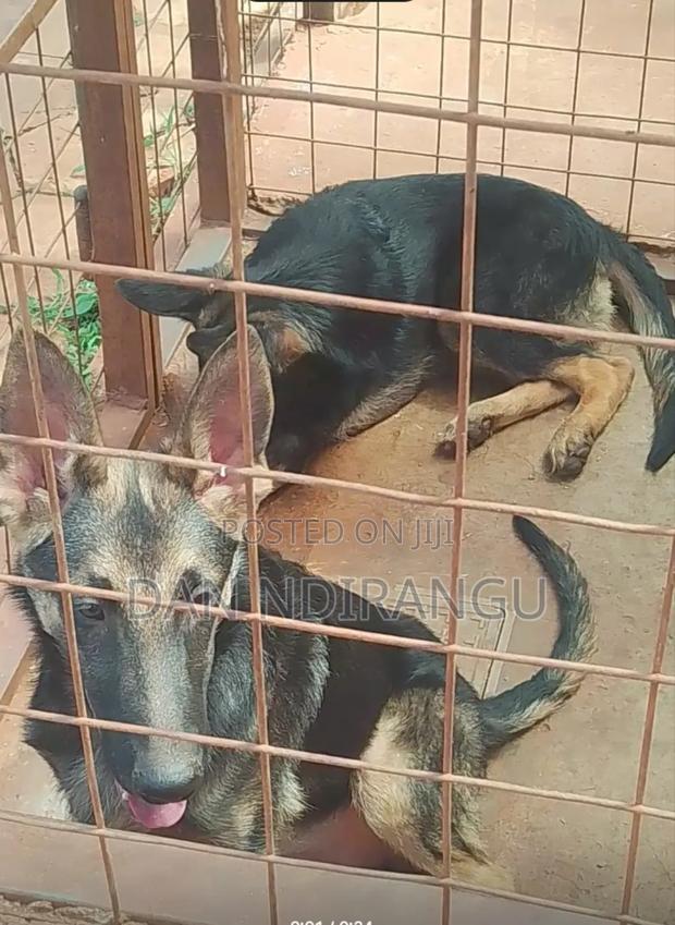 6-12 months Female Purebred German Shepherd