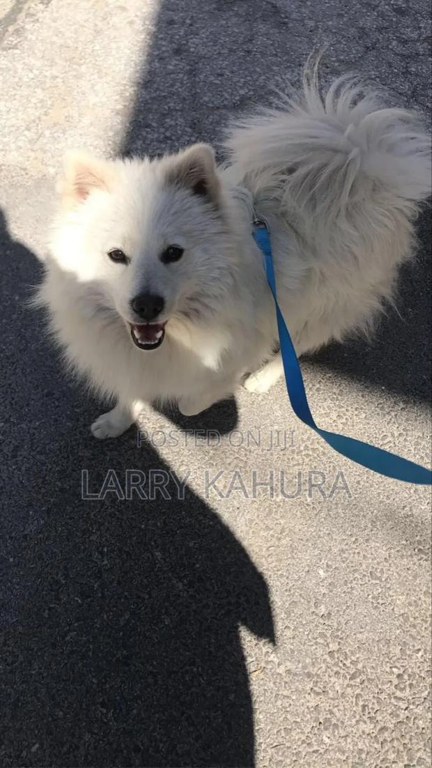 6-12 months Male Purebred Japanese Spitz