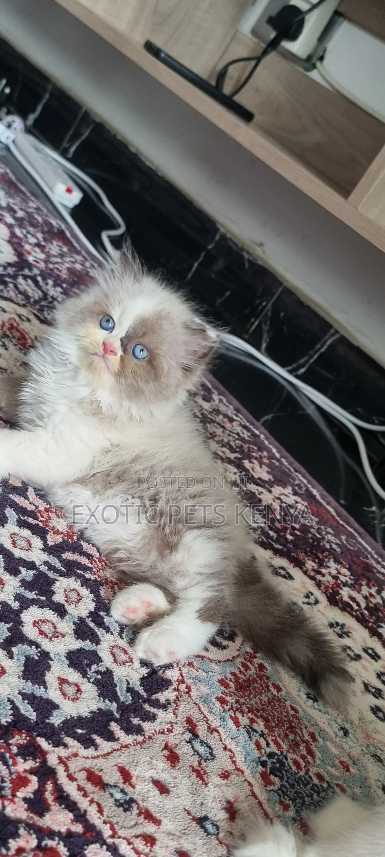 1-3 months Male Purebred Ragdoll