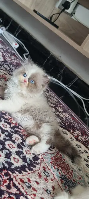 1-3 months Male Purebred Ragdoll