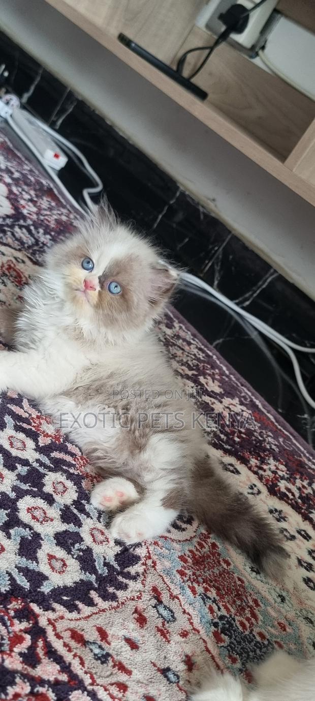 1-3 months Male Purebred Ragdoll - main view
