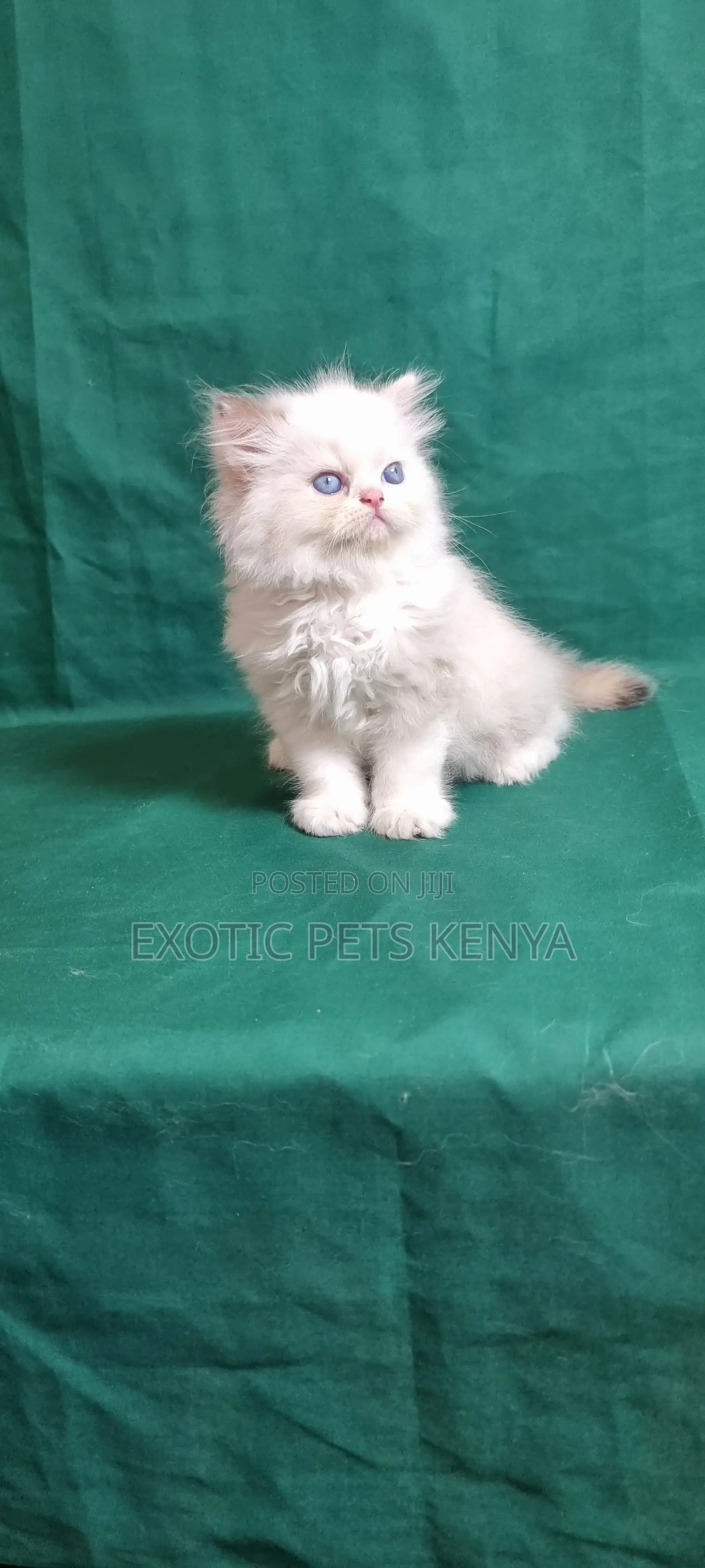 3-6 months Male Purebred Ragdoll