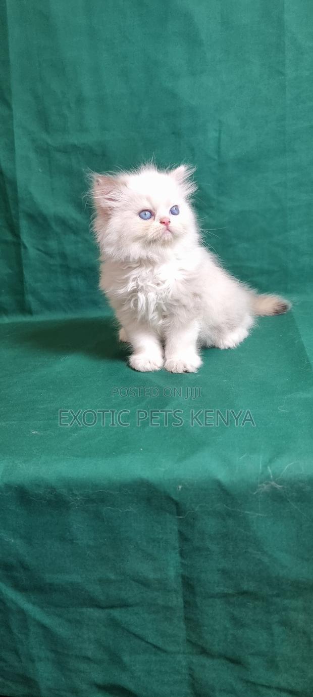 3-6 months Male Purebred Ragdoll