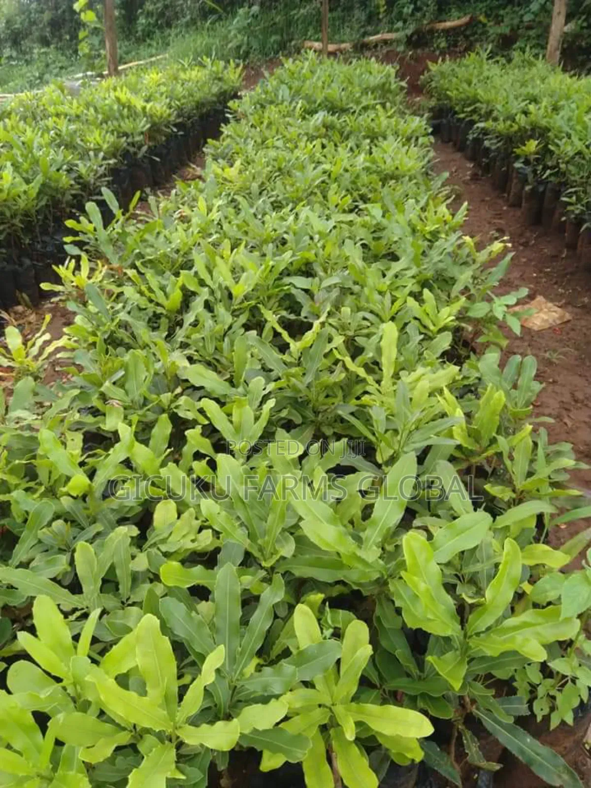 Macadamia Grafted Non Grafted Seedlings
