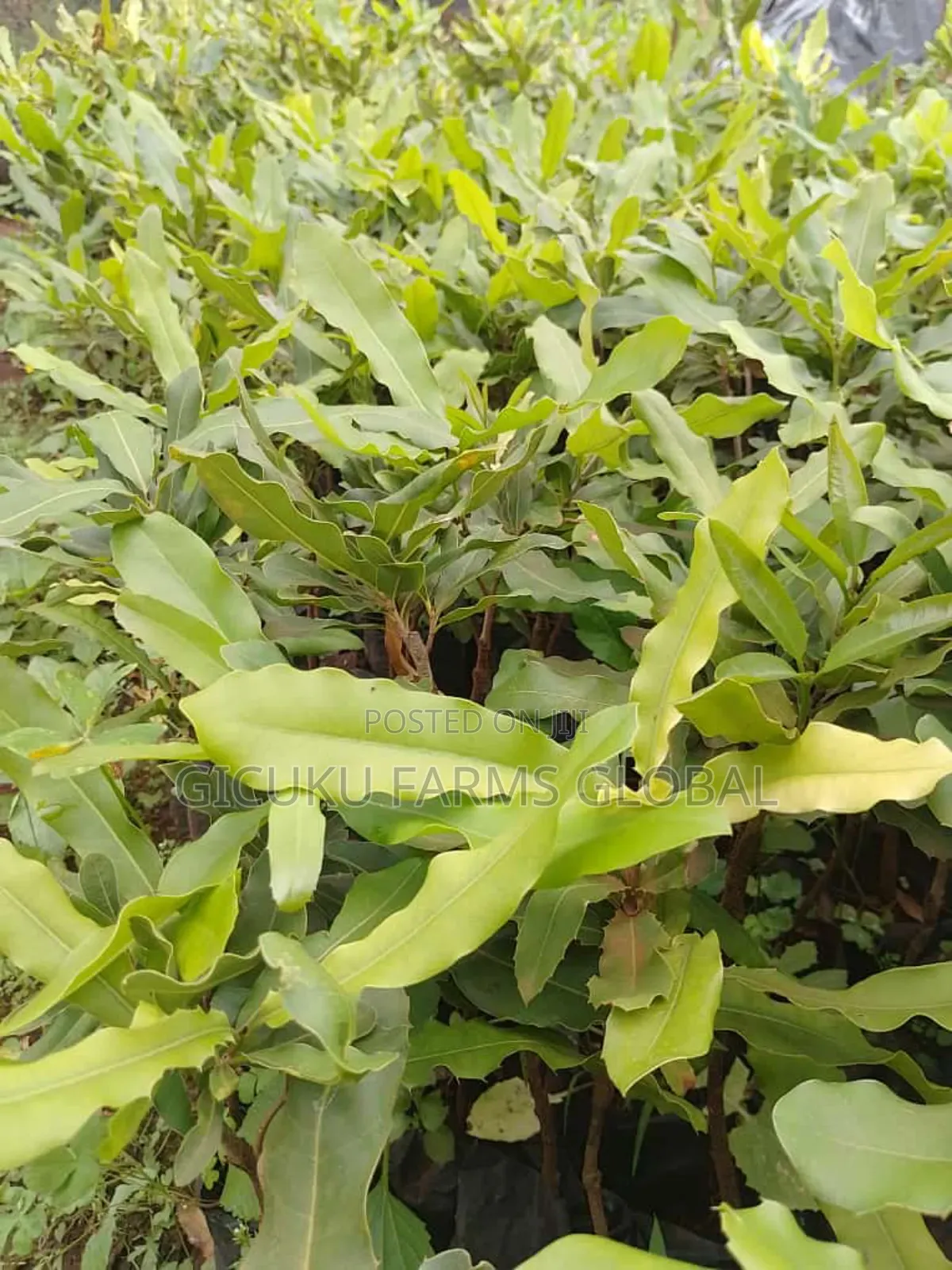 Macadamia Grafted Non Grafted Seedlings