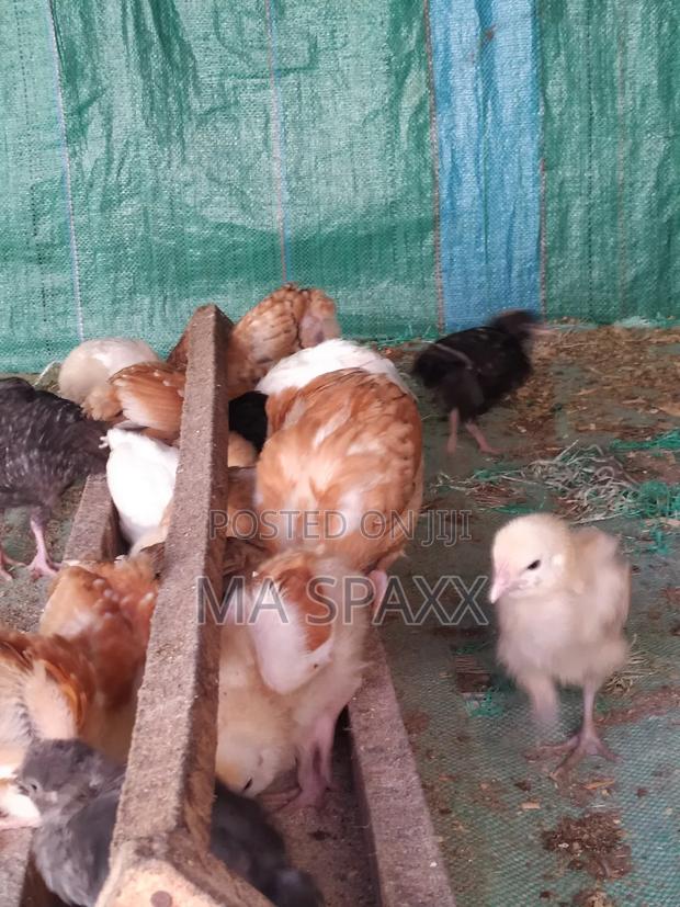 Vaccinated Chicks - thumbnail 2