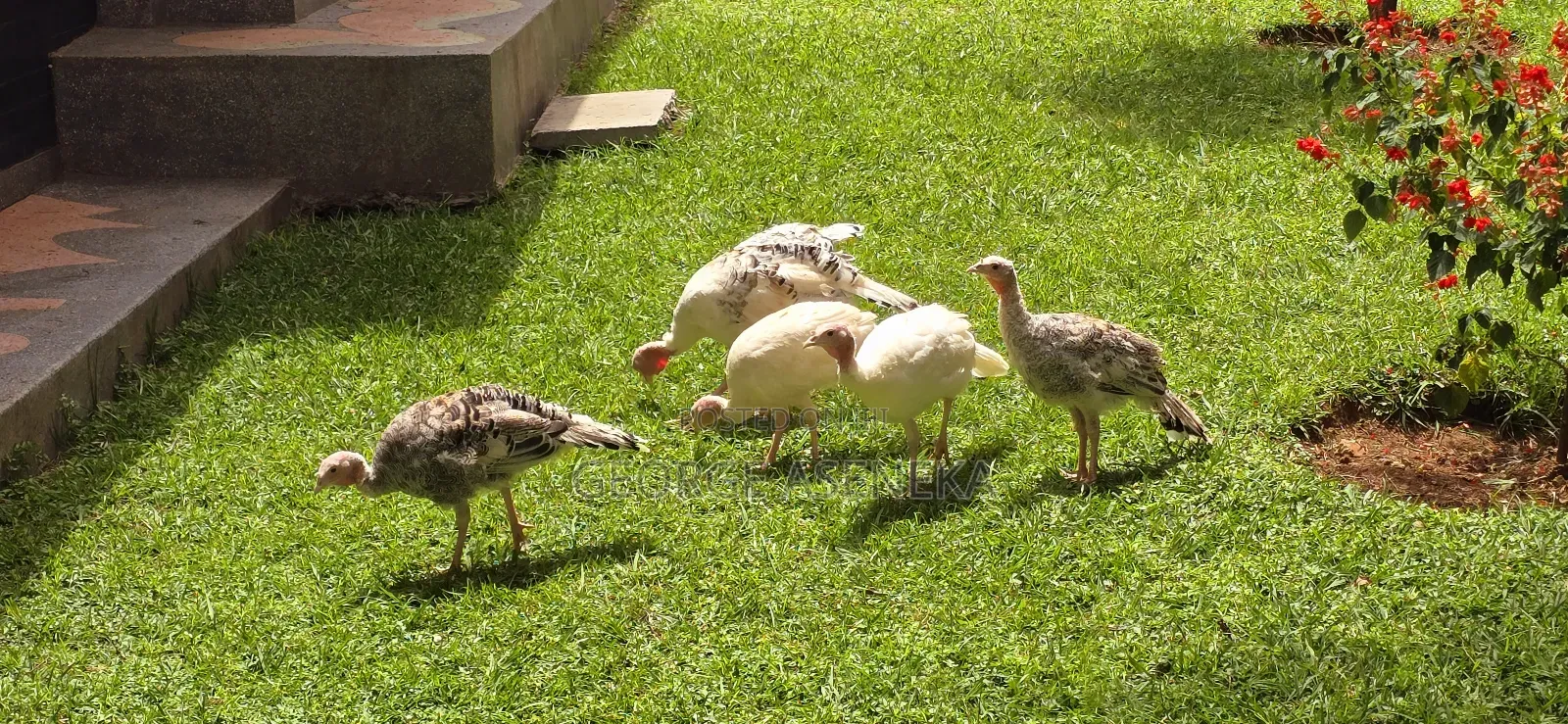 Turkeys Pouts