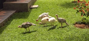 Turkeys Pouts