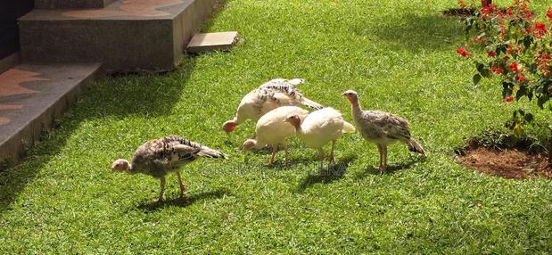 Turkeys Pouts - main view