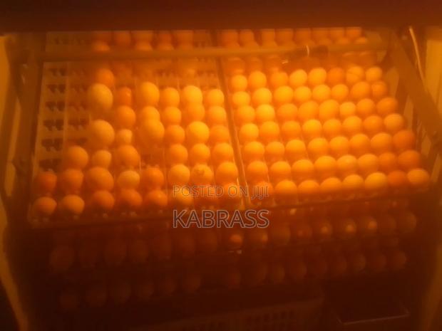 Black Australorp Chicks - thumbnail 4