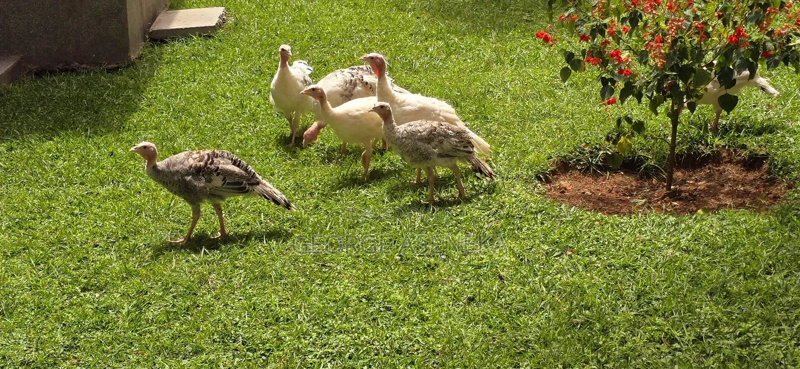 Turkeys Pouts
