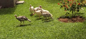 Turkeys Pouts