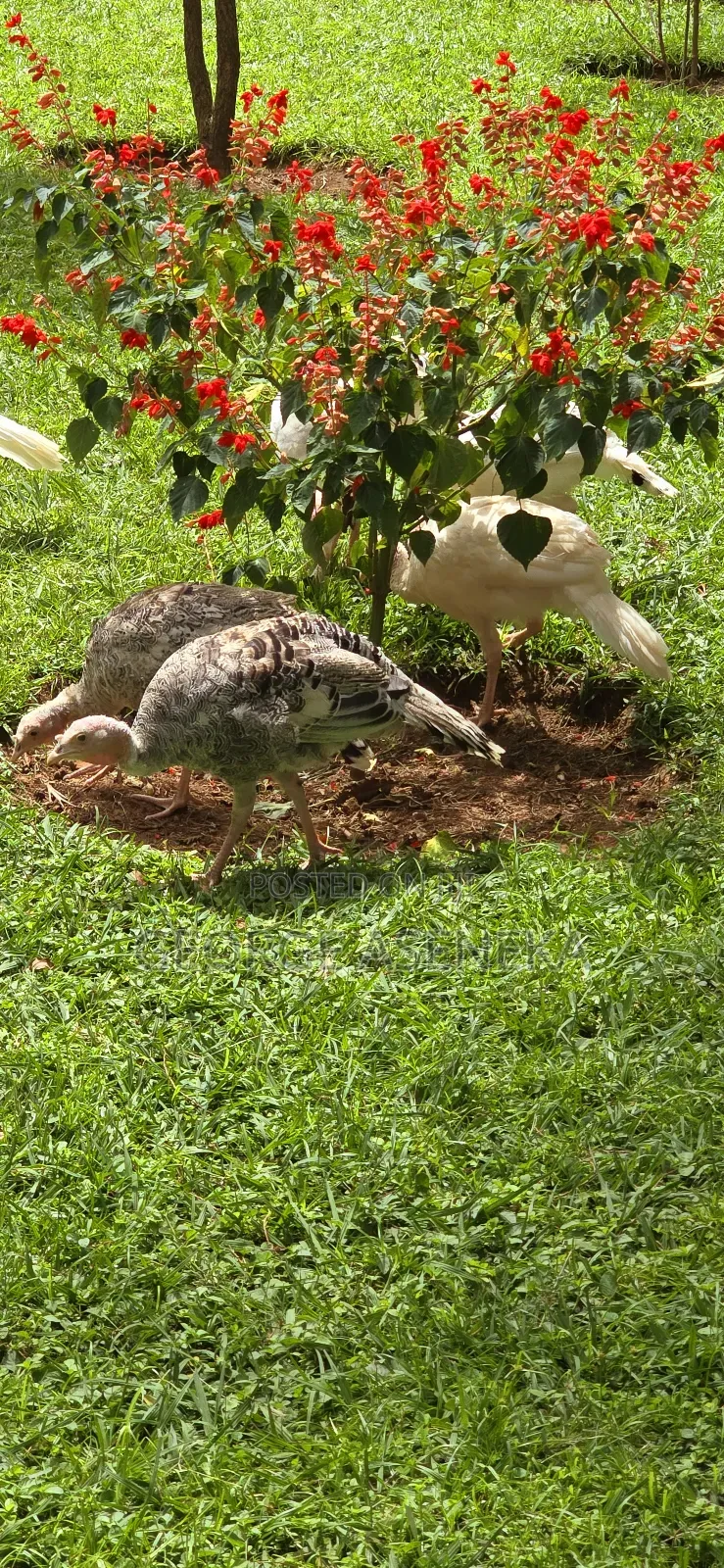 Turkeys Pouts