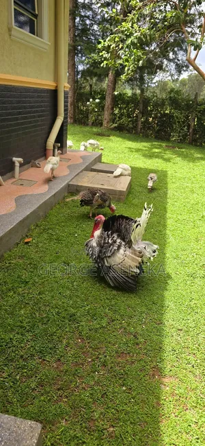 Turkeys Pouts