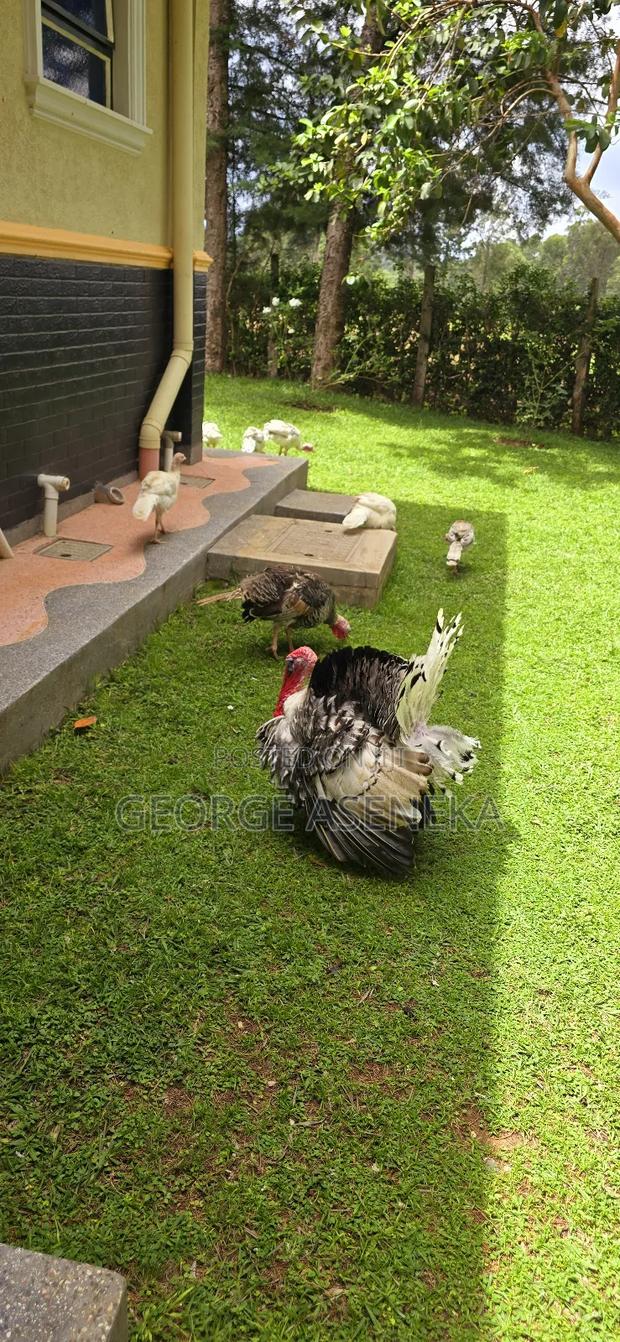 Turkeys Pouts - thumbnail 4