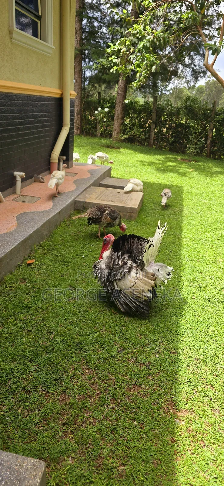 Turkeys Pouts