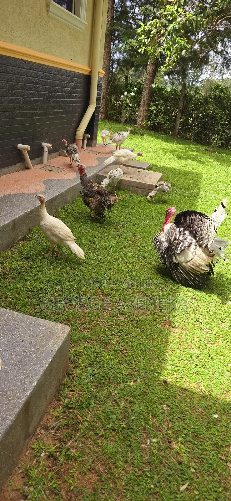 Turkeys Pouts