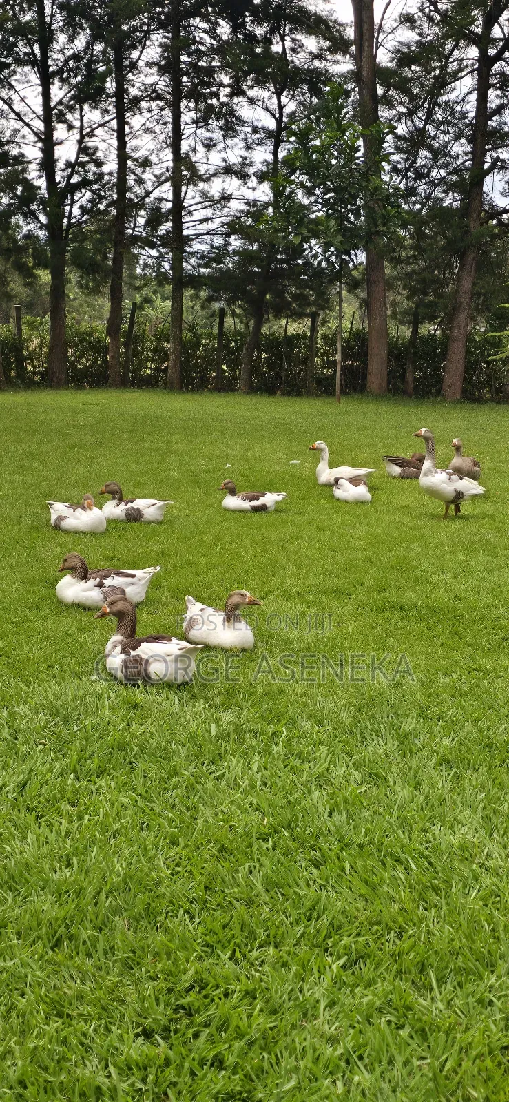 Turkeys Pouts