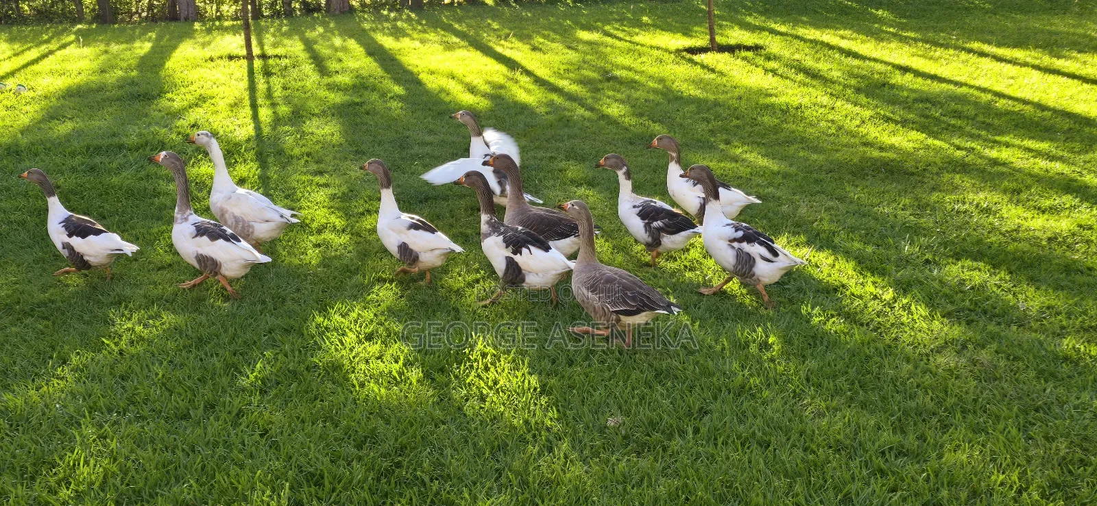 Mature Geese