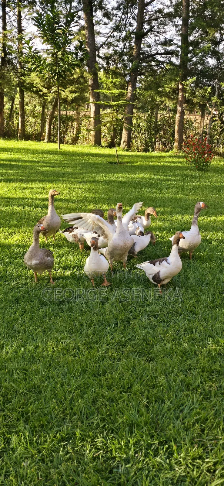 Mature Geese