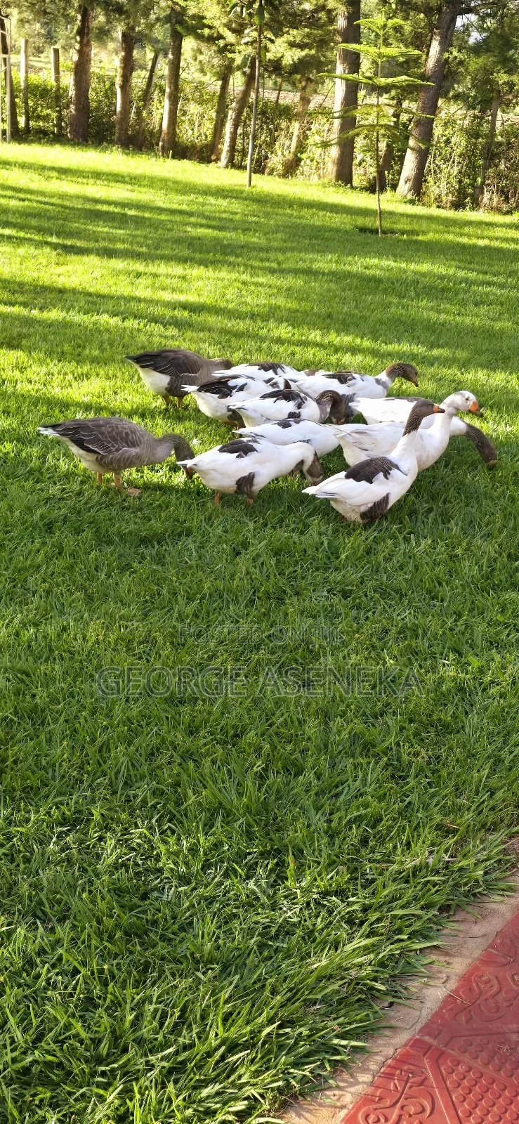 Mature Geese