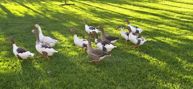 Mature Geese - thumbnail 4