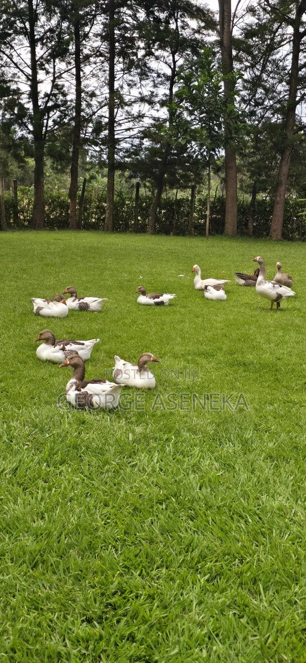 Mature Geese - thumbnail 5