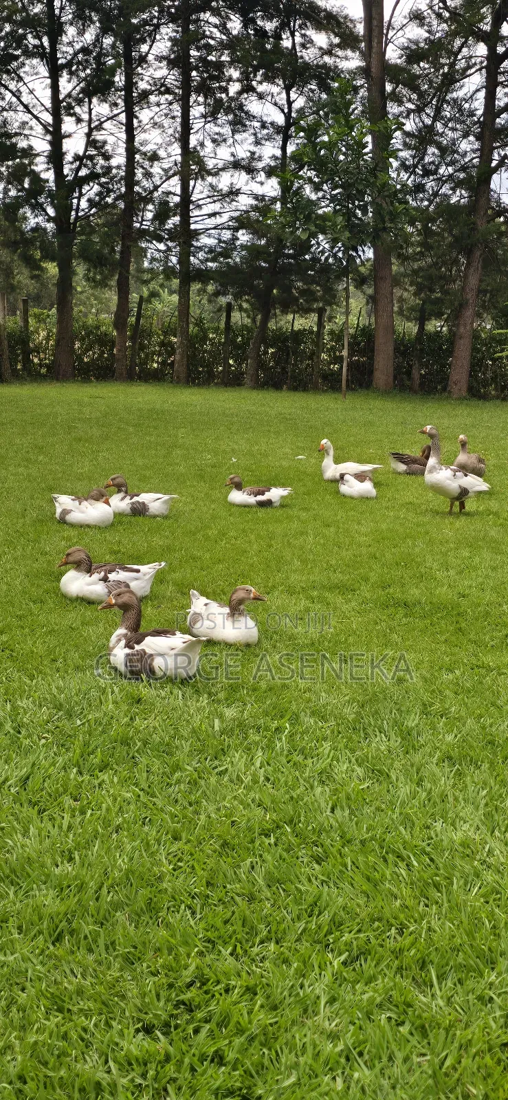 Mature Geese