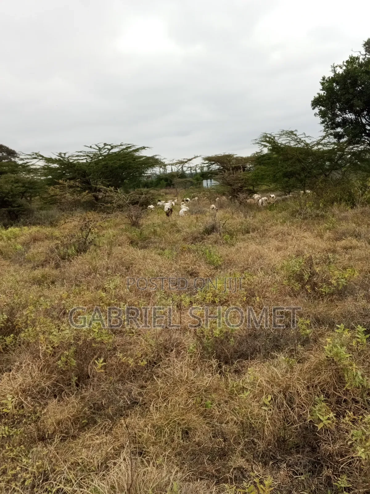 Land for Sell